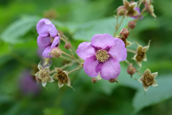 Kwiat Maliny Różowy Bliska Łacińska Nazwa Rubus Odoratus — Zdjęcie stockowe