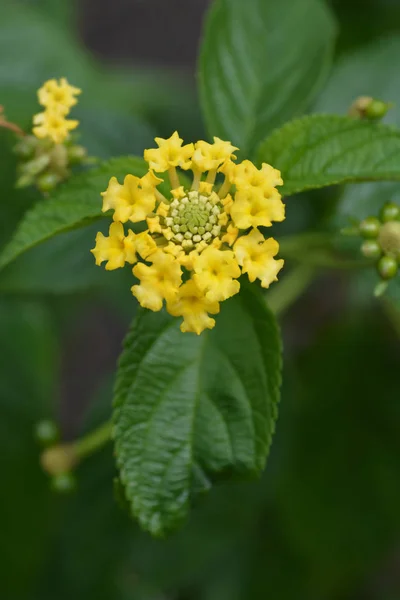 Arbuste Verveine Jaune Fleur Gros Plan Nom Latin Lantana Camara — Photo