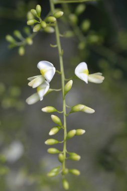 Ağlayan Japon pagoda ağacı - Latince adı - Sophora japonica pendula