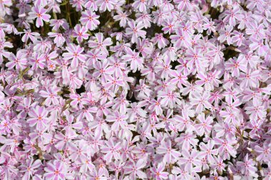 Sürünen Phlox Candy Stripe - Latince adı - Phlox subulata Candy Stripe