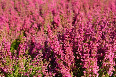 Pembe çan fundalığı - Latince adı - Erica gracilis