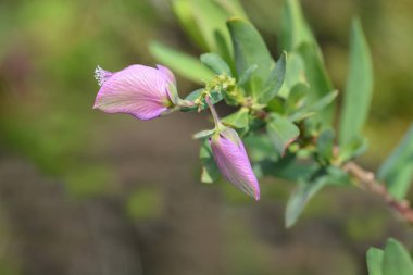 Myrtle yapraklı milkwort çiçeği tomurcukları - Latince adı - Polygala myrtifolia