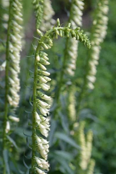 Straw Foxglove Latin Name Digitalis Lutea — Stock Photo, Image