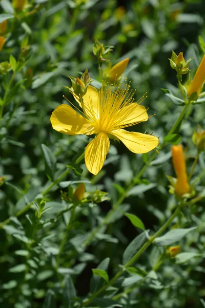 Monte Olympus Johns Wort Nombre Latino Hypericum Olympicum — Foto de Stock