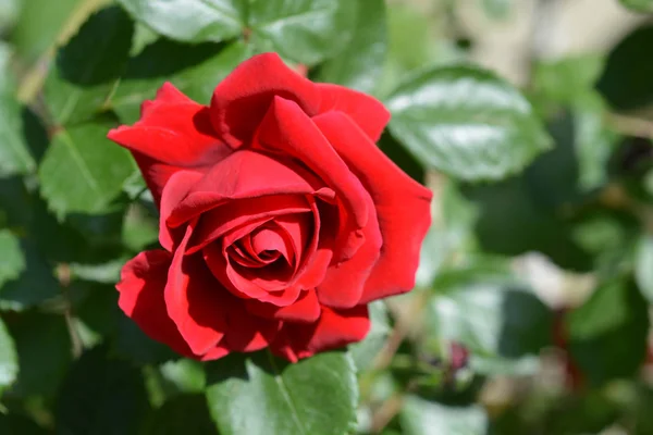 Climbing Red Rose Sympathie Latin Name Rosa Sympathie — Stock Photo, Image