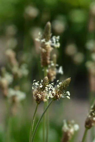 Ribwort Plantain Łacińska Nazwa Plantago Lanceolata — Zdjęcie stockowe