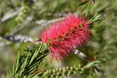 Kırmızı şişe fırçası çiçekleri - Latince adı - Callistemon coccineus (Melaleuca rugulosa)