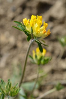Karpat böbrek burçak - Latince adı - Anthyllis vulneraria subsp. carpatica