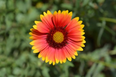 Çiçek hibrid - Latince adı - Gaillardia boş paket