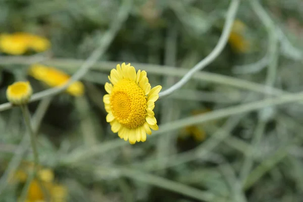 Camomilla Gialla Sancti Johannis Nome Latino Cota Tinctoria Subsp Sancti — Foto Stock