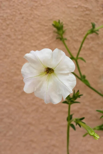 Grand Pétunia Blanc Nom Latin Petunia Axillaris — Photo