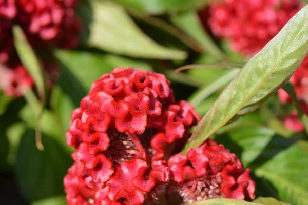 Kırmızı horoz tarağı - Latince adı - Celosia cristata