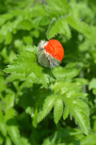 Orientalischer Klatschmohn Lateinischer Name Papaver Orientale — Stockfoto