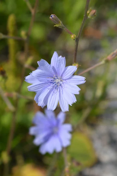 Wilder Chicorée Lateinischer Name Cichorium Intybus — Stockfoto