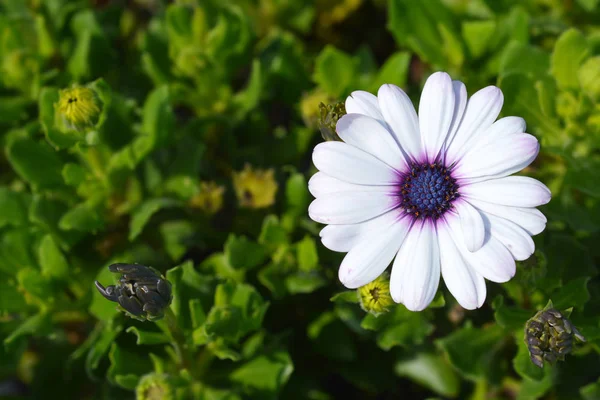 Cabo Marguerita Nombre Latino Osteospermum Ecklonis —  Fotos de Stock