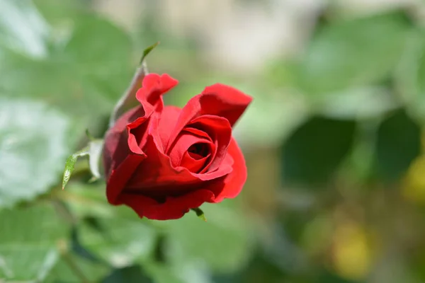 Climbing Red Rose Sympathie Latin Name Rosa Sympathie — Stock Photo, Image