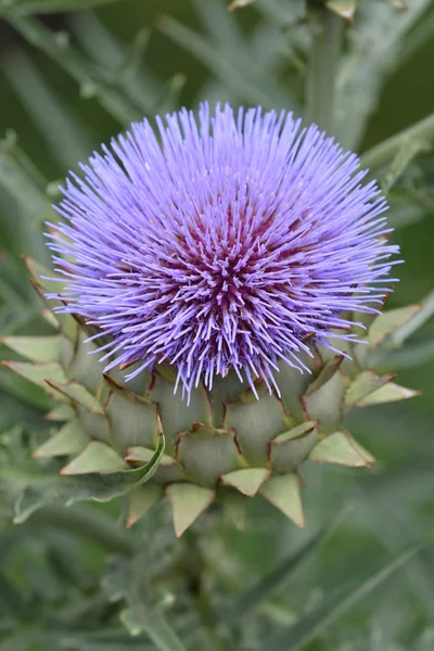 Artichoke Thistle Flower Latin Name Cynara Cardunculus Royalty Free Stock Photos