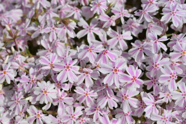 Sürünen Phlox Candy Stripe - Latince adı - Phlox subulata Candy Stripe