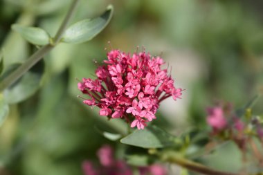 Kırmızı kediotu - Latince adı - Centranthus ruber