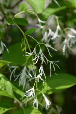 Fringetree çiçek - Latince adı - Chionanthus virginicus var. maritimus yakın çekim