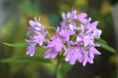 Mahmuz benzeri bezi Epidendrum - Latince adı - Epidendrum centropetalum