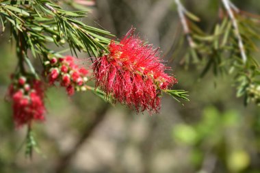 Kırmızı şişe fırçası çiçekleri - Latince adı - Callistemon coccineus (Melaleuca rugulosa)