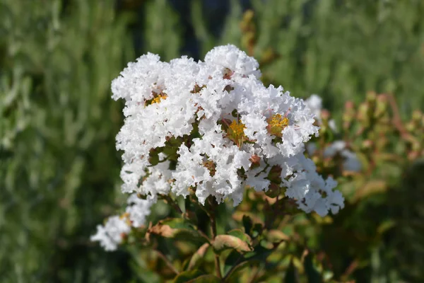 Mirto Crepe Nombre Latino Lagerstroemia Indica —  Fotos de Stock