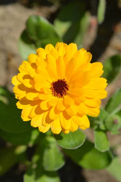Field Marigold Латинское Название Calendula Arvensis — стоковое фото