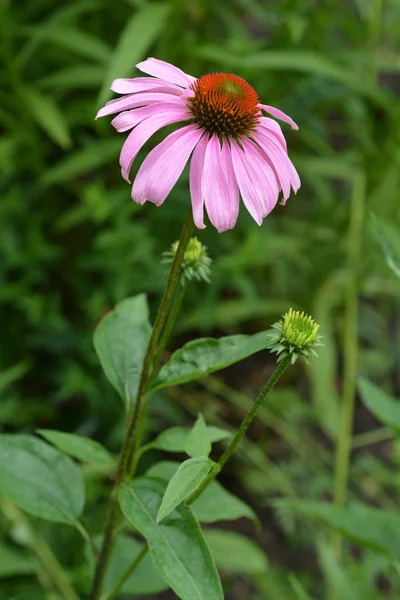 Rózsaszín Tűlevelű Rubinstern Latin Név Echinacea Purpurea Rubinstern — Stock Fotó