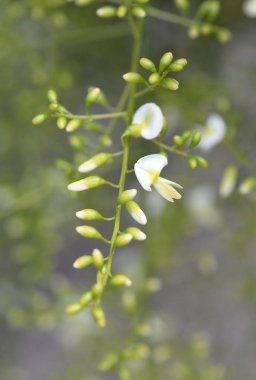 Ağlayan Japon pagoda ağacı - Latince adı - Sophora japonica pendula