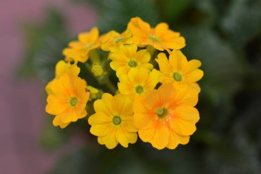 Altın çuha çiçeği Cabrillo koyu sarı kompakt - Latince adı - Primula veris Cabrillo koyu sarı kompakt