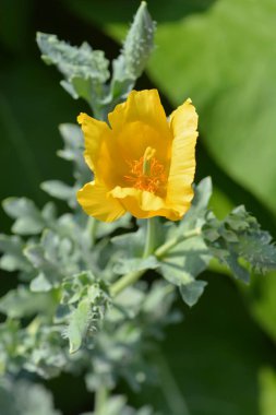 Sarı boynuzlu gelincik çiçeği - Latince adı - Glaucium flavum
