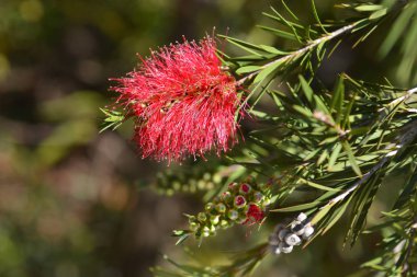 Kırmızı şişe fırçası çiçekleri - Latince adı - Callistemon coccineus (Melaleuca rugulosa)