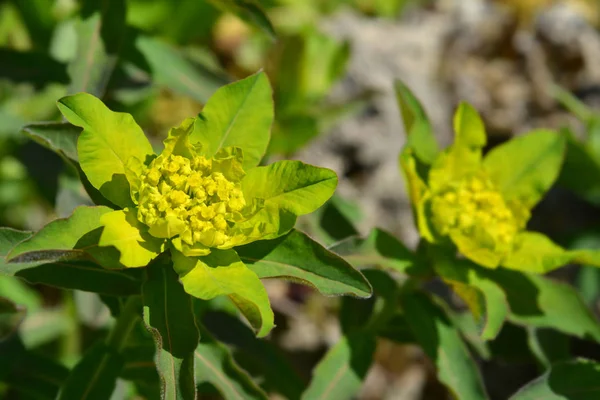 Cushion Spurge Yellow Flowers Latin Name Euphorbia Epithymoides Euphorbia Polychroma — Stock Photo, Image