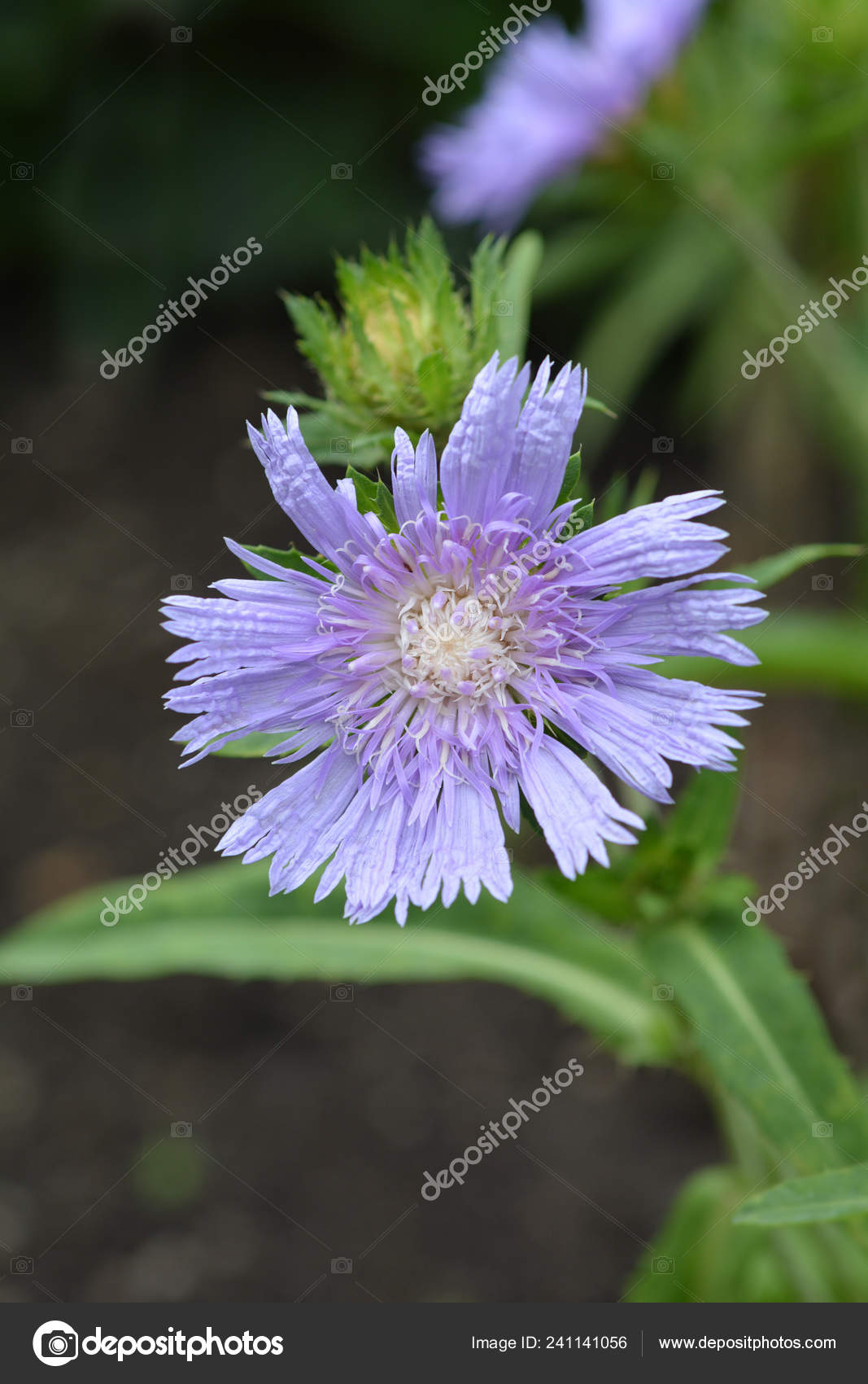 Stokes aster - Latin name - Stokesia laevis 11