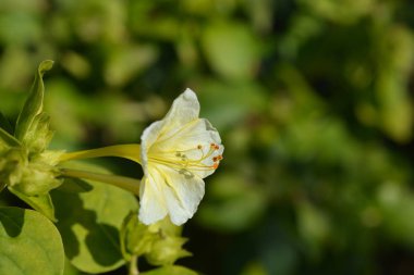 Peru Lutea - Latince adı - Mirabilis jalapa Lutea mucizesi