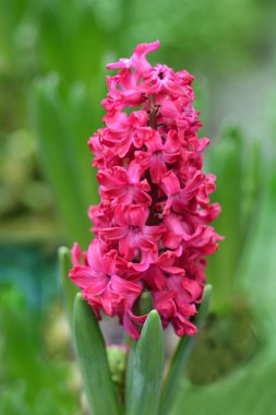 Sümbül Jan Bos - Latince adı - Hyacinthus orientalis Jan Bos