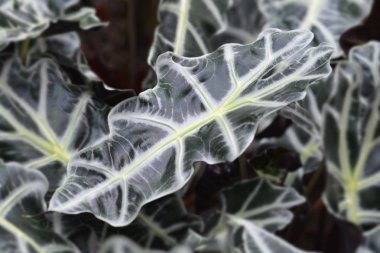 Amazon filler kulak - Latince adı - Alocasia * amazonica Polly