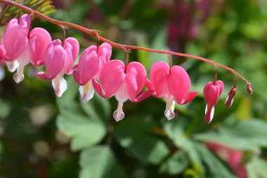 Kalbi kanayan pembe çiçekler - Latince adı - Lamprocapnos spectabilis (eski adı Dicentra spectabilis)
