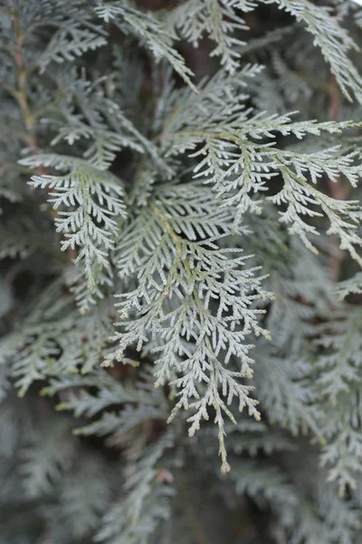 Lawsons Cypress Modré Sloupce Latinský Název Chamaecyparis Lawsoniana Columnaris Glauca — Stock fotografie