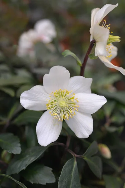 Christmas Rose Wintersun ラテン語名 Helleborus Niger Wintersun — ストック写真