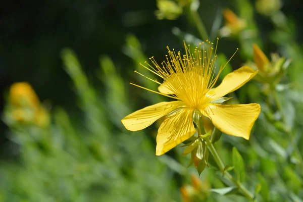 Mount Olympus Johns Wort Latinský Název Hypericum Olympicum — Stock fotografie