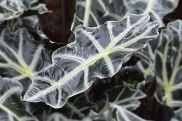 아마존 코끼리 라틴어 Alocasia Amazonica — 스톡 사진