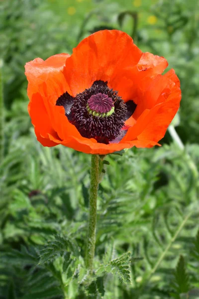 Coquelicot Oriental Feuerriese Nom Latin Papaver Orientale Feuerriese — Photo