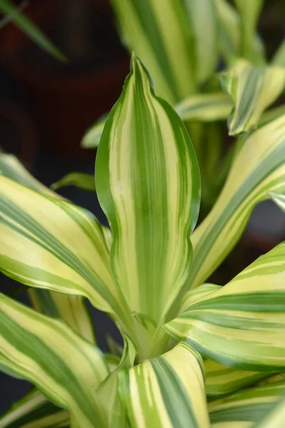 Cornstalk Dracena Golden Coast Latince Adı Dracena Fragrans Golden Coast — Stok fotoğraf