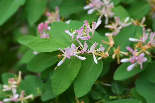 Madreselva Hoja Azul Nombre Latino Lonicera Korolkowii —  Fotos de Stock