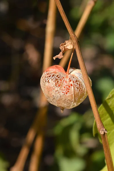 Bladerチェリー ラテン語名 Physalis Alkekengi — ストック写真