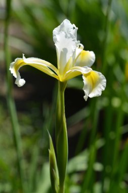 Türk Iris - Latince adı - Iris orientalis