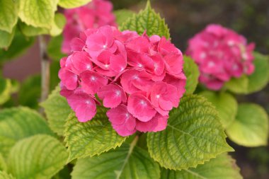 Fransız ortancası - Latince adı - Hydrangea makrophylla