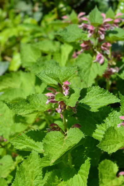 Archanioł Balsam Liściach Łacińska Nazwa Lamium Orvala — Zdjęcie stockowe